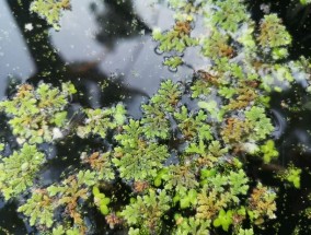 像日本结缕草一样迅速传播的入侵植物——除掉它们